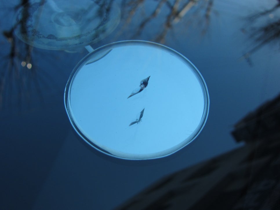 아우디 A6 앞유리 돌 파손 크랙 시공 전