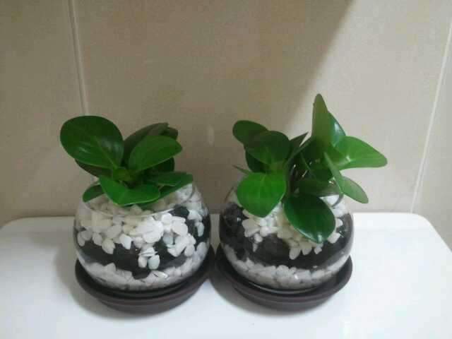 <수경식물/수경화초>물주기가 번거롭다면 물속에서 키우는 시공 후